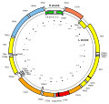 Map of the human mitochondrial genome