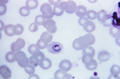Thumbnail for version as of 03:33, 5 June 2026