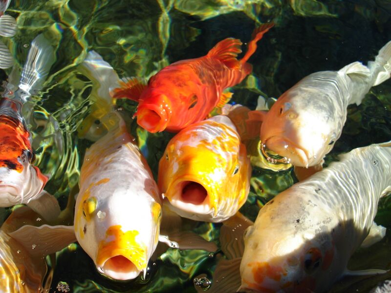 File:2006-11-24 Koi.jpg