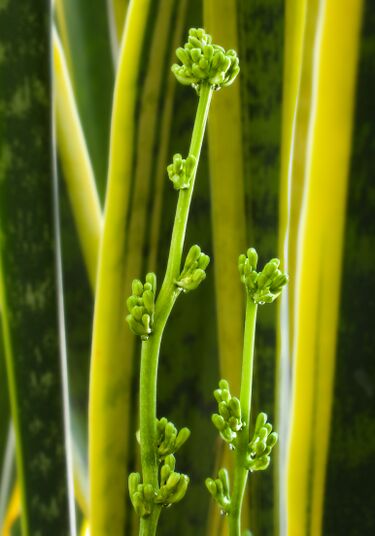 File:Sap of Sansevieria trifasciata.jpg