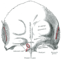 Orbital part of frontal bone