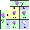 Punnett square showing Mendel's flowers