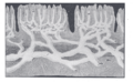Thumbnail for version as of 17:28, 18 May 2026