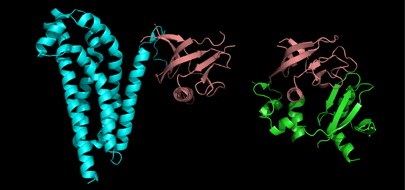 File:Domain Homology.png