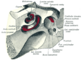 Diagram of the tympanic cavity.