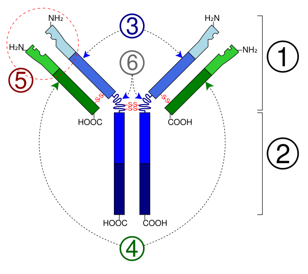 File:Immunoglobulin basic unit.svg