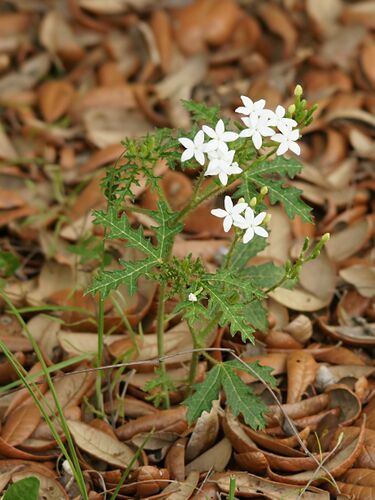 File:Cnidoscolus urens var. stimulosus.jpg