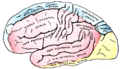 Inferior cerebral veins