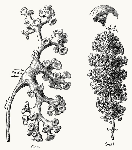 File:Renal pelves and calices.png