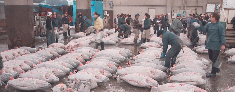 File:Tsukiji.FrozenTuna.jpg