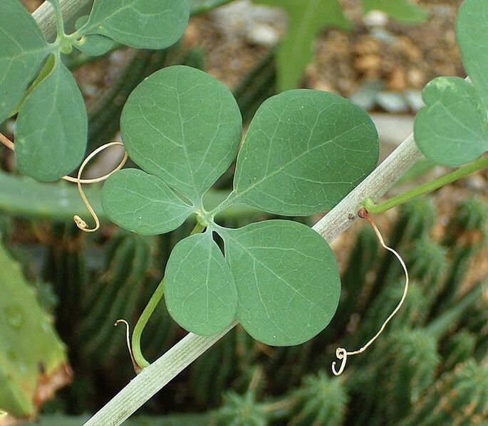 File:Adenia fruticosa 02 ies.jpg