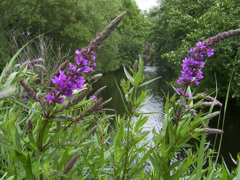 File:LythrumSalicaria-flowers-1mb.jpg