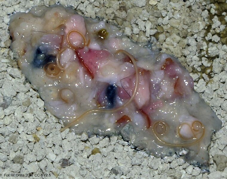 File:Toxocara Cati.jpg