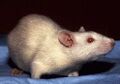Laboratory_rat