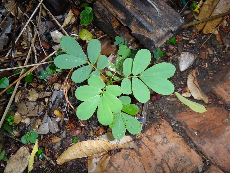 File:Cassia Tora (young plant).JPG