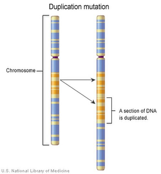 File:Chromosome duplication.jpg