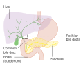 Diagram showing the position of the perihilar bile ducts
