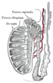 Gray's Anatomy illustration