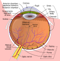 Pupil