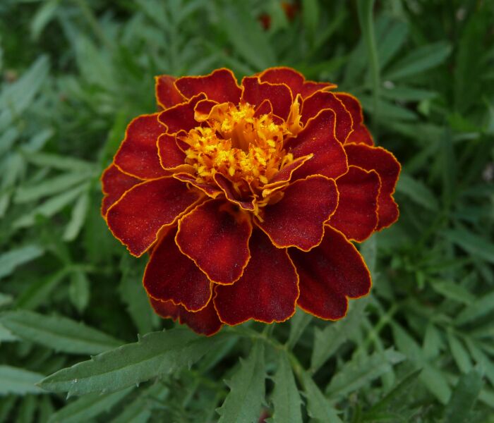 File:French marigold garden 2009 G1.jpg