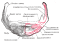 Mylohyoid muscle