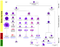 Diagram of human hematopoiesis