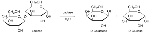 File:Lactose hydrolysis.svg