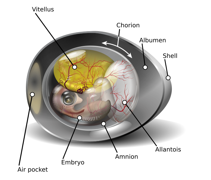File:Chicken egg diagram.svg