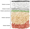 Diagram of skin layers showing the location of 7-dehydrocholesterol in the epidermis