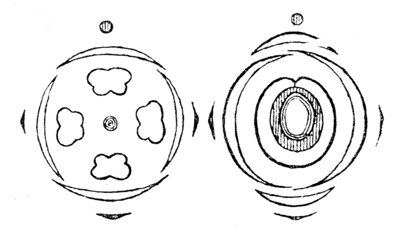 File:Urtica flowerdiagram.png