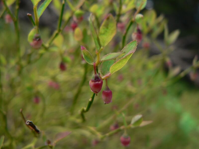 File:Vaccinium scoparium 16883.JPG