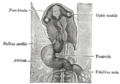 Optic vesicle
