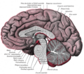 Gray's Anatomy illustration of the pons and cerebellum