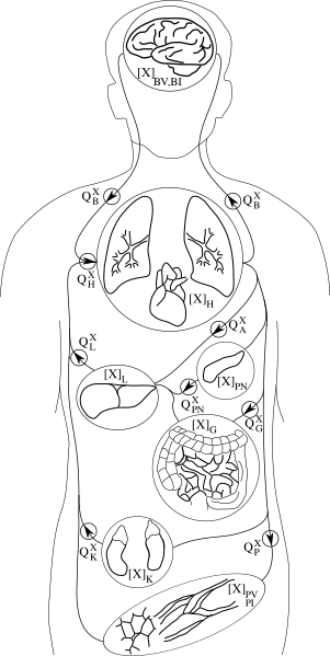 File:WholeBody wiki.svg