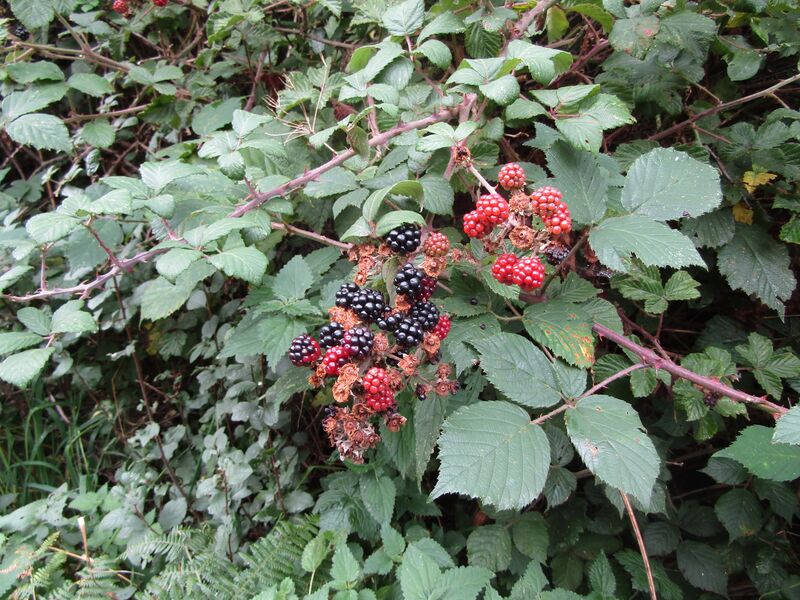 File:-2020-09-23 Blackberrys, Coast Path, Trimingham.JPG
