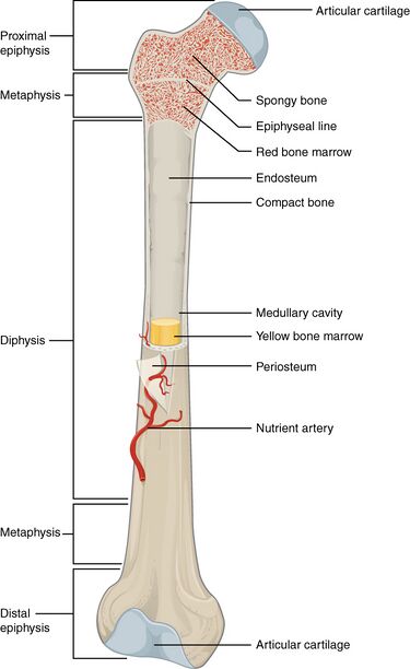 File:603 Anatomy of Long Bone.jpg