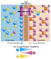 Diagram showing the basis of membrane potential