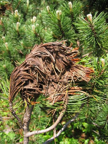 File:Brown Felt Blight.jpg