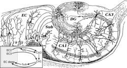 CajalHippocampus_(modified)