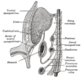 The transverse colon and its mesocolon