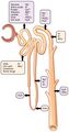 Nephron