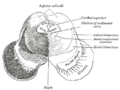 Lateral lemniscus
