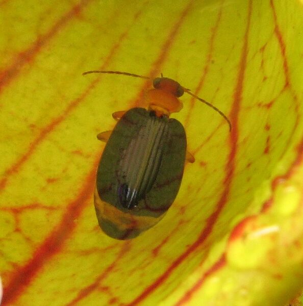 File:Lebia grandis.jpg