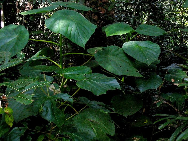 File:Stinging tree.JPG