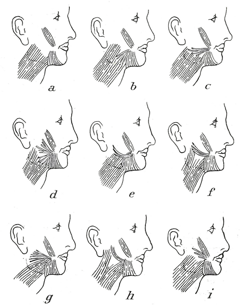 File:Braus 1921 379.png
