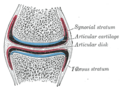 Hyaline cartilage