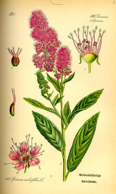 File:Illustration Spiraea salicifolia0.jpg