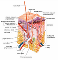 Diagram of human skin showing various structures