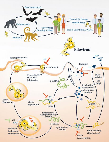 File:252780 web filovirus replcycle.jpg