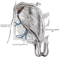 Superficial epigastric artery